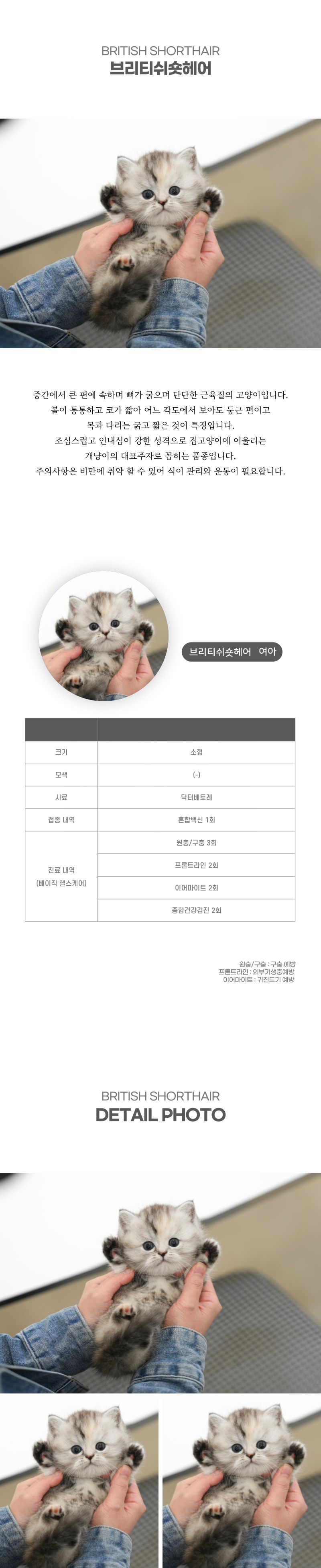 브리티쉬숏헤어_상세이미지_2